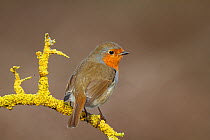 Robin (Erithacus rubecula) perched on branch. Warwickshire, UK, February.