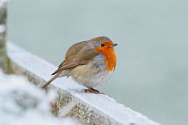 Robin (Erithacus rubecula) perched on snowy fence, Warwickshire, UK, December.