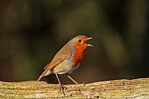 Robin (Erithacus rubecula) singing on fence, Warwickshire, UK, January.