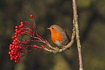 Robin (Erithacus rubecula) perched on branch with red berries, Warwickshire, UK, January.