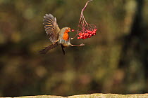 Robin (Erithacus rubecula) taking berries in flight, Warwickshire, UK, February.