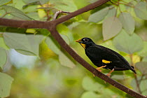 Golden-crested myna (Ampeliceps coronatus) Hong Kong Gardens, Town centre aviary. Captive, occurs in Asia.