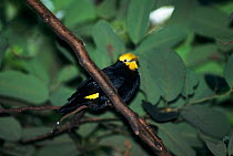 Golden-crested myna (Ampeliceps coronatus) Captive, occurs in Asia.