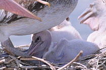 Spot-billed pelican / grey pelican (Pelecanus philippensis) chick in nest, Thailand.