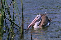 Spot-billed pelican / grey pelican (Pelecanus philippensis) on water, Thailand.