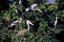 Spot-billed pelican / grey pelican (Pelecanus philippensis) in tree surrounded by other birds, Thailand.