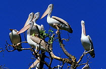 Spot-billed pelicans / grey pelicans (Pelecanus philippensis) perched in tree, Sri Lanka.