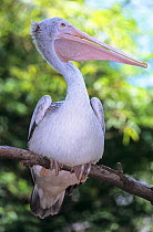 Spot-billed pelican / grey pelican (Pelecanus philippensis) perched, Thailand.