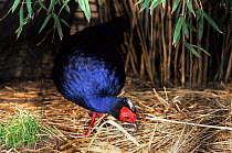 Edwards' pheasant (Lophura edwardsi) captive, occurs in Vietnam. Critically Endangered species.