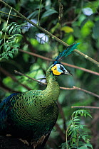 Green peafowl (Pavo muticus) portrait. Captive, occurs in Asia. Endangered species.