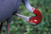 Sarus crane (Grus antigone) preening. Captive, occurs in India, South-East Asia and northern Australia. Vulnerable species.