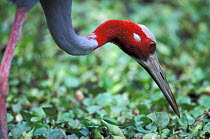 Sarus crane (Grus antigone) foraging. Captive, occurs in India, South-East Asia and northern Australia. Vulnerable species.