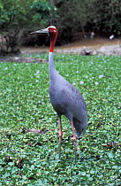 Sarus crane (Grus antigone) captive, occurs in India, South-East Asia and northern Australia. Vulnerable species.