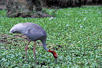 Sarus crane (Grus antigone) feeding. Captive, occurs in India, South-East Asia and northern Australia. Vulnerable species.