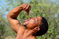Naro San Bushman squeezing the fibers of a milkplant root (Raphionacme sp) to drink the juice. Kalahari, Ghanzi region, Botswana, Africa. Dry season, October 2014.