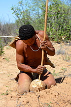 Naro San Bushman crushing a milkplant root (Raphionacme sp) to collect juice from the fibers. Kalahari, Ghanzi region, Botswana, Africa. Dry season, October 2014.