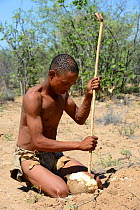 Naro San Bushman crushing a milkplant root (Raphionacme sp) to collect juice from the fibers. Kalahari, Ghanzi region, Botswana, Africa. Dry season, October 2014.