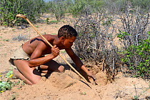 Naro San Bushman digging out a milkplant root (Raphionacme sp) to drink the juice contained in its fibers. Kalahari, Ghanzi region, Botswana, Africa. Dry season, October 2014.