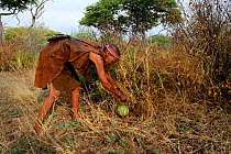 Naro San woman picking a Tsamma melon (Citrullus lanatus), a fruit with a high moisture and mineral content. Kalahari, Ghanzi region, Botswana, Africa. Dry season, October 2014.