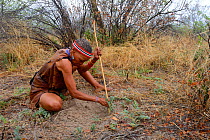 Naro San woman digging out the root of a medicinal 'liver plant', Kalahari, Ghanzi region, Botswana, Africa. Dry season, October 2014.