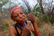 Naro San woman eating the root of a medicinal 'liver plant', Kalahari, Ghanzi region, Botswana, Africa. Dry season, October 2014.