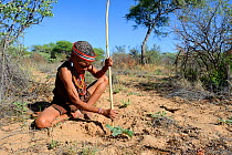 Naro San woman digging out the root of a medicinal 'liver plant', Kalahari, Ghanzi region, Botswana, Africa. Dry season, October 2014.