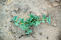 Medicinal plant of the Kalahari desert, known as 'liver plant' to the Naro San Bushmen. Kalahari, Ghanzi region, Botswana, Africa. Dry season, October 2014.