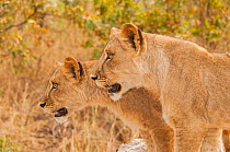 Two Lions (Panthera leo) Fathala Reserve, Senegal. Captive, occurs in sub-Saharan Africa, Vulnerable species.