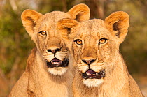 Portrait of two Lions (Panthera leo) Fathala Reserve, Senegal. Captive, occurs in sub-Saharan Africa, Vulnerable species.