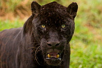 Melanistic Jaguar (Panthera onca) portrait. Captive, occurs in Central and South America.