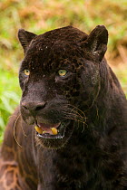 Melanistic Jaguar (Panthera onca) portrait with mouth open. Captive, occurs in Central and South America.
