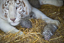 White Bengal tiger (Panthera tigris tigris) with cubs aged 5 days. Olmen zoo, Belgium. Captive, occurs in India, Bangladesh, Nepal and Bhutan. Endangered species.