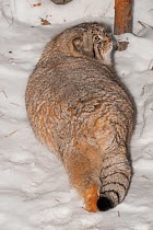 Pallas's cat (Otocolobus manul) in snow, Novosibirsk Zoo, Russia. Captive, occurs in Asia.