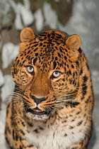Persian leopard / Caucasian leopard (Panthera pardus saxicolor) portrait. Novosibirsk Zoo, Russia. Captive, occurs in Central and Southwest Asia. Endangered species.