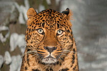 Persian leopard / Caucasian leopard (Panthera pardus saxicolor) portrait. Novosibirsk Zoo, Russia. Captive, occurs in Central and Southwest Asia. Endangered species.