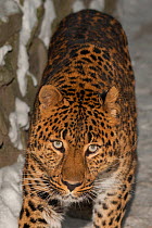 Persian leopard / Caucasian leopard (Panthera pardus saxicolor) Novosibirsk Zoo, Russia. Captive, occurs in Central and Southwest Asia. Endangered species.