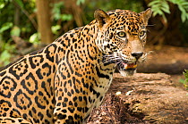 Jaguar (Panthera onca) sitting with mouth open, Las Pumas Rescue Centre, Guanacaste, Costa Rica. Captive, occurs in Central and South America.