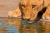Lion (Panthera leo) drinking, Fathala Reserve, Senegal. Captive, occurs in sub-Saharan Africa, Vulnerable species.