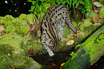 Fishing cat (Prionailurus viverrinus) dipping paw in water, Singapore Zoo, Singapore. Captive, occurs in Asia. Endangered species.