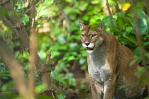 Cougar (Puma concolor) amongst vegetation, Las Pumas Rescue Centre, Guanacaste, Costa Rica. Captive, occurs in the Americas.