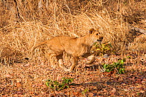 Young Lion (Panthera leo) running, Fathala Reserve, Senegal. Captive, occurs in sub-Saharan Africa, Vulnerable species.