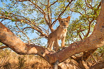 Young Lion (Panthera leo) in tree, Fathala Reserve, Senegal. Captive, occurs in sub-Saharan Africa, Vulnerable species.