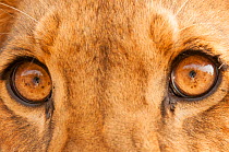 Close-up of Lion's eyes (Panthera leo) Fathala Reserve, Senegal. Captive, occurs in sub-Saharan Africa, Vulnerable species.