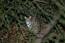 Leopard cat (Prionailurus bengalensis) on forest floor at night, Vietnam.