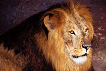 Male Lion (Panthera leo) portrait. Captive, occurs in sub-Saharan Africa. Vulnerable species. Possible descendant of the Barbary / Atlas lion, an extinct subspecies.
