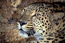 Persian leopard / Caucasian leopard (Panthera pardus saxicolor) portrait. Captive, occurs in Central and Southwest Asia. Endangered species.