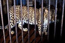 Persian leopard / Caucasian leopard (Panthera pardus saxicolor) in cage. Captive, occurs in Central and Southwest Asia. Endangered species.
