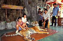 Tourists posing with chained Tiger (Panthera tigris) Thailand. Captive, occurs in Asia. Endangered species.