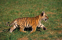 Bengal tiger (Panthera tigris tigris) cub running, aged 3 months. Captive, occurs in India, Bangladesh, Nepal and Bhutan. Endangered species.