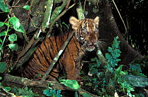 Indochinese tiger (Panthera tigris corbetti) cub. Captive, occurs in Southeast Asia. Endangered species.